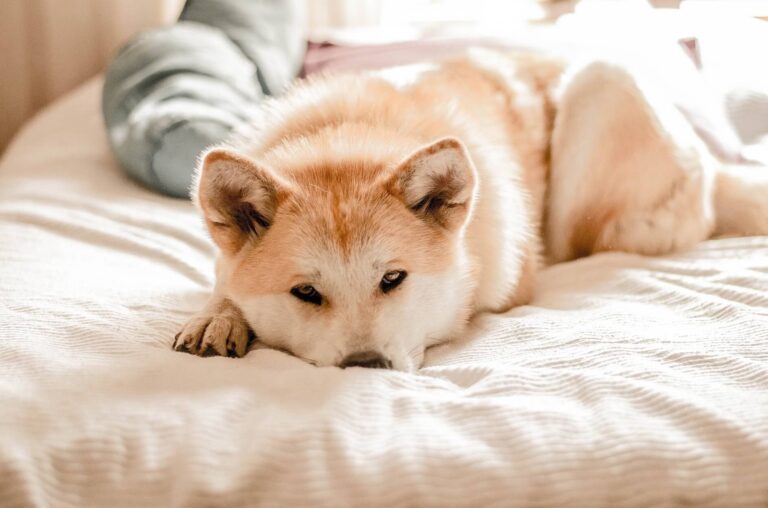 FILS D’INFOS : UN CHIEN MALADE A PRODUIT UNE VIDÉO CHOQUANTE DE TÊTES COUPÉES