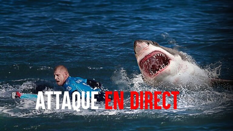 Spectacle choquant : Un requin attaque un surfeur en pleine mer aux États-Unis