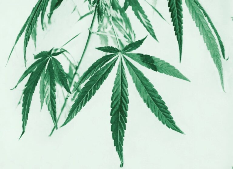 Le phénomène étrange du « scromiting » : une maladie liée à l&rsquo;utilisation excessive de cannabis